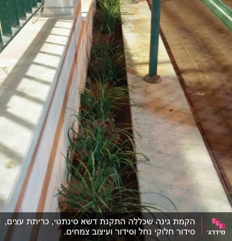 צמחים ירוקים נטועים בערוגה צרה לאורך שביל